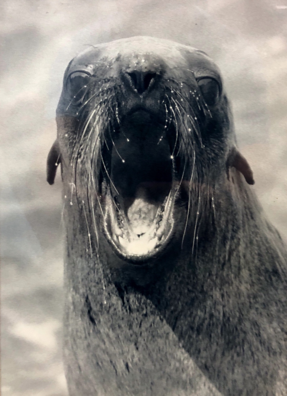Close-up of a seal in South Georgia