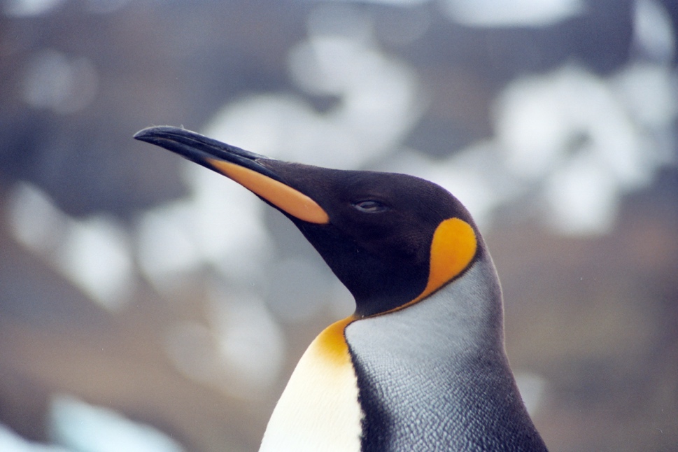 King penguin in South Georgia