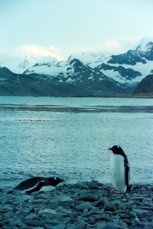 Penguin on a rocky shore with snowy mountains beyond