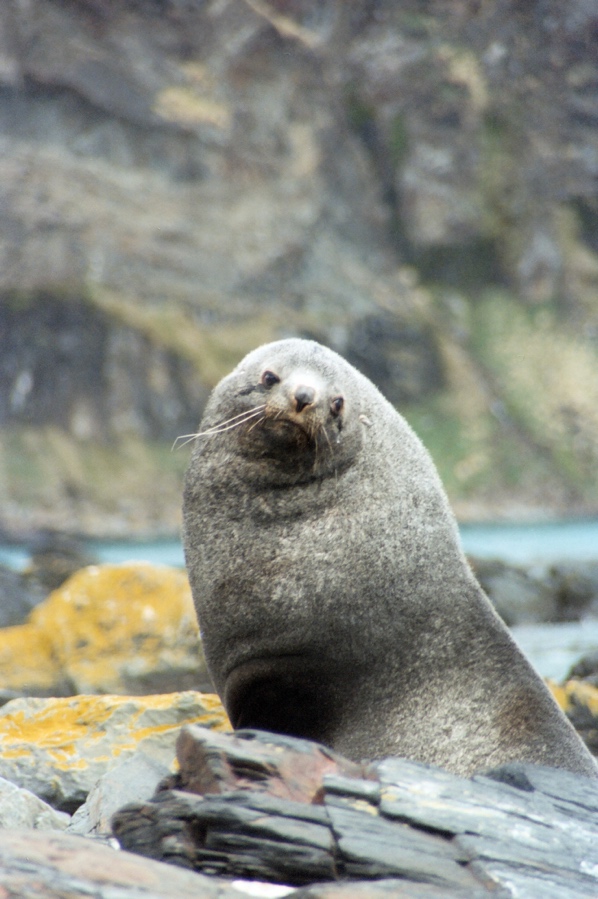 Seal resting on rocks in South Georgia